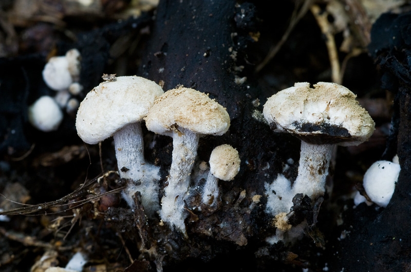 Asterophora lycoperdoides